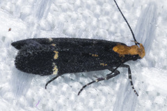 Aroga paraplutella