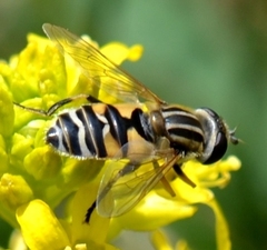 Helophilus latifrons