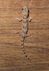 Hemidactylus mercatorius