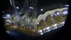 Dytiscidae