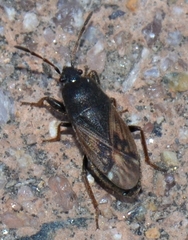 Megalonotus sabulicola