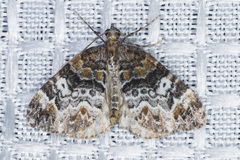 Dysstroma mancipata