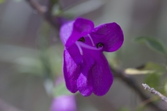Penstemon heterophyllus