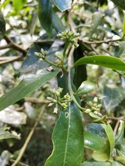 Daphnopsis caracasana