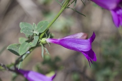 Penstemon heterophyllus