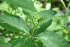 Asclepias exaltata