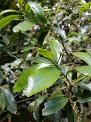 Daphnopsis caracasana