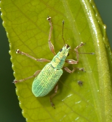 Polydrusus impressifrons