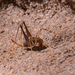 Table Mountain Cave Cricket - Photo (c) Peter Swart, some rights reserved (CC BY-NC), uploaded by Peter Swart