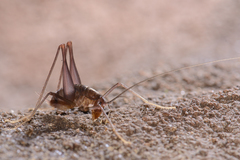 Spelaeiacris tabulae