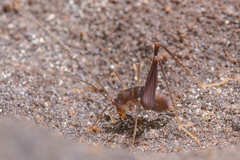 Spelaeiacris tabulae