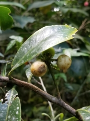 Daphnopsis caracasana