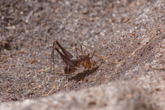 Spelaeiacris tabulae