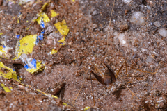 Spelaeiacris tabulae