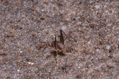 Spelaeiacris tabulae