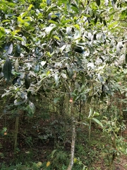 Daphnopsis caracasana