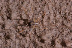 Spelaeiacris tabulae