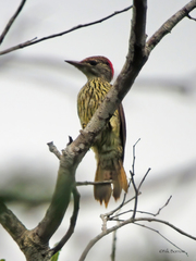 Campethera mombassica