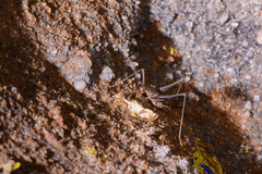 Spelaeiacris tabulae