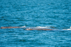 Berardius bairdii