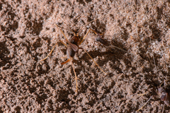 Spelaeiacris tabulae