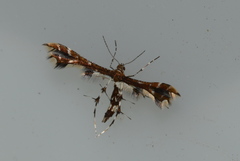 Geina tenuidactylus