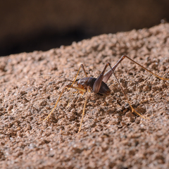 Spelaeiacris tabulae