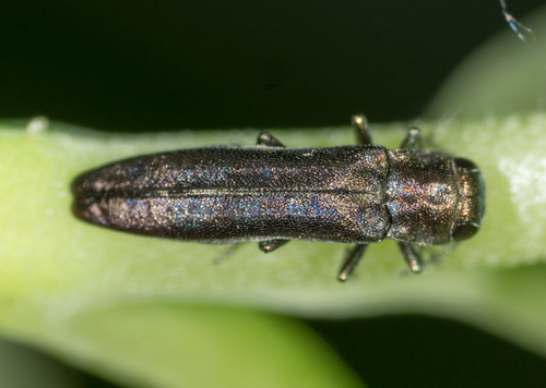 Dogwood Agrilus photo 2