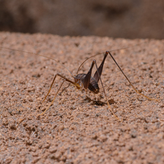 Spelaeiacris tabulae