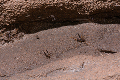 Spelaeiacris tabulae