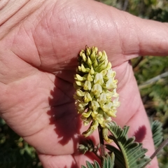Astragalus pycnostachyus