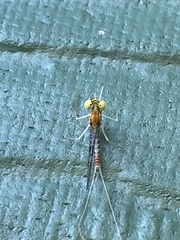 Leucrocuta aphrodite