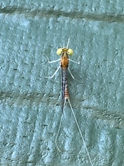 Leucrocuta aphrodite