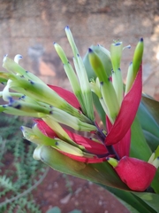 Billbergia amoena