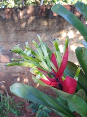 Billbergia amoena