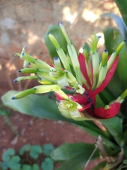 Billbergia amoena