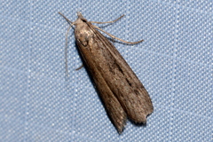 Metzneria lappella