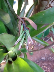 Billbergia amoena