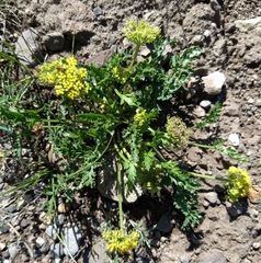Lomatium foeniculaceum
