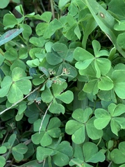 Oxalis