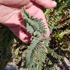 Astragalus pycnostachyus
