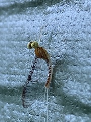 Leucrocuta aphrodite