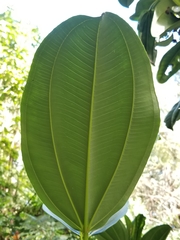 Meriania nobilis