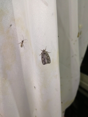 Cryphia fraudatricula