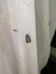 Cryphia fraudatricula