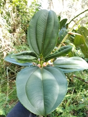 Meriania nobilis