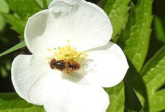 Parhelophilus laetus