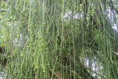 Rhipsalis baccifera
