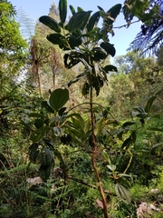Meriania nobilis