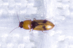 Paradonus inops